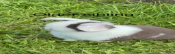Mini Lop rabbits for sale: Beautiful Mini Lop Babies – Cornwall 🐰❤️ - Advert 5