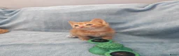 Mixed Breed cats for sale: Beautiful Kittens Videos in Barnsley - Advert 29