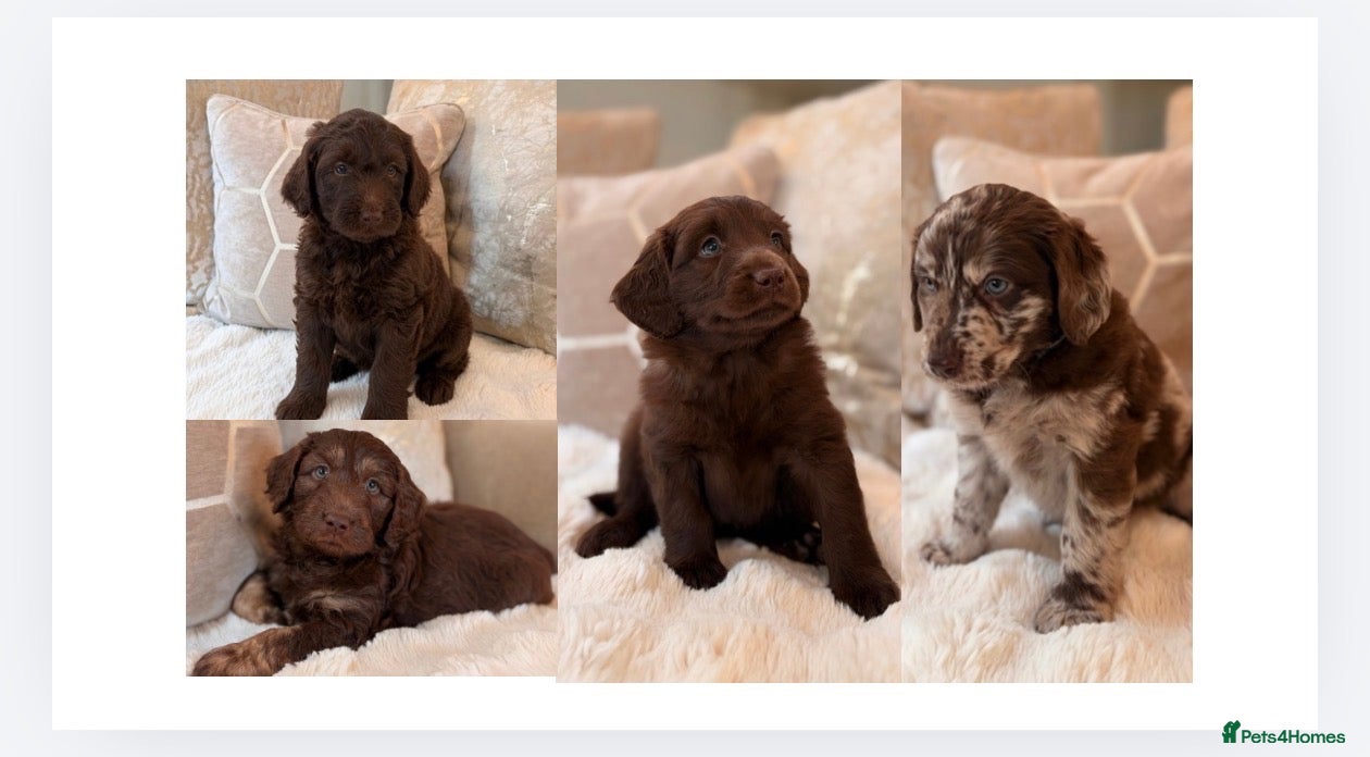 Labradoodle dogs ** RARE CHOC-PHANTOM & MERLE F2 LABRADOODLES ** - Advert 1