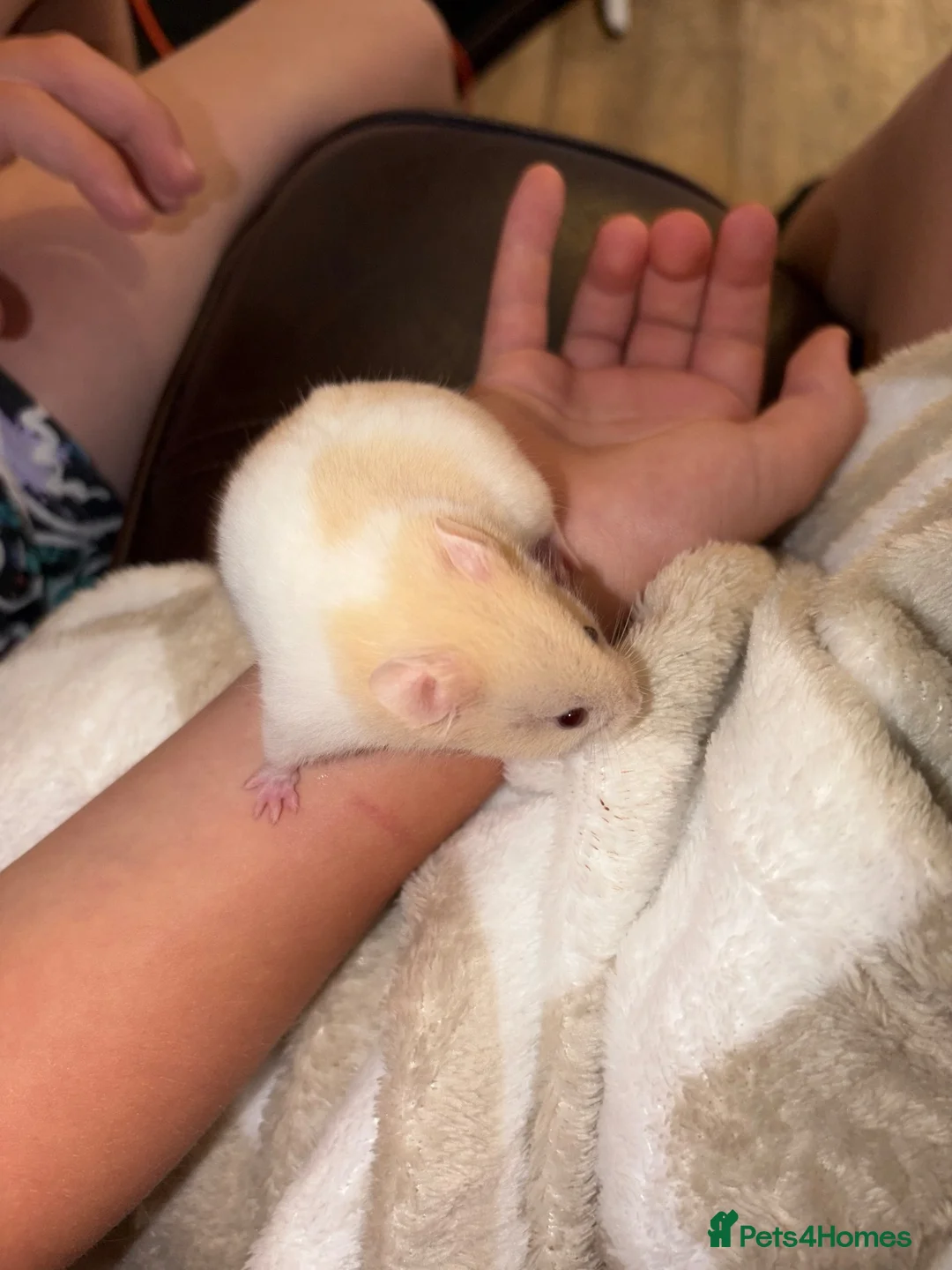 Hamster rodents for sale: Gorgeous baby Syrian hamsters  in Stafford - Advert 2