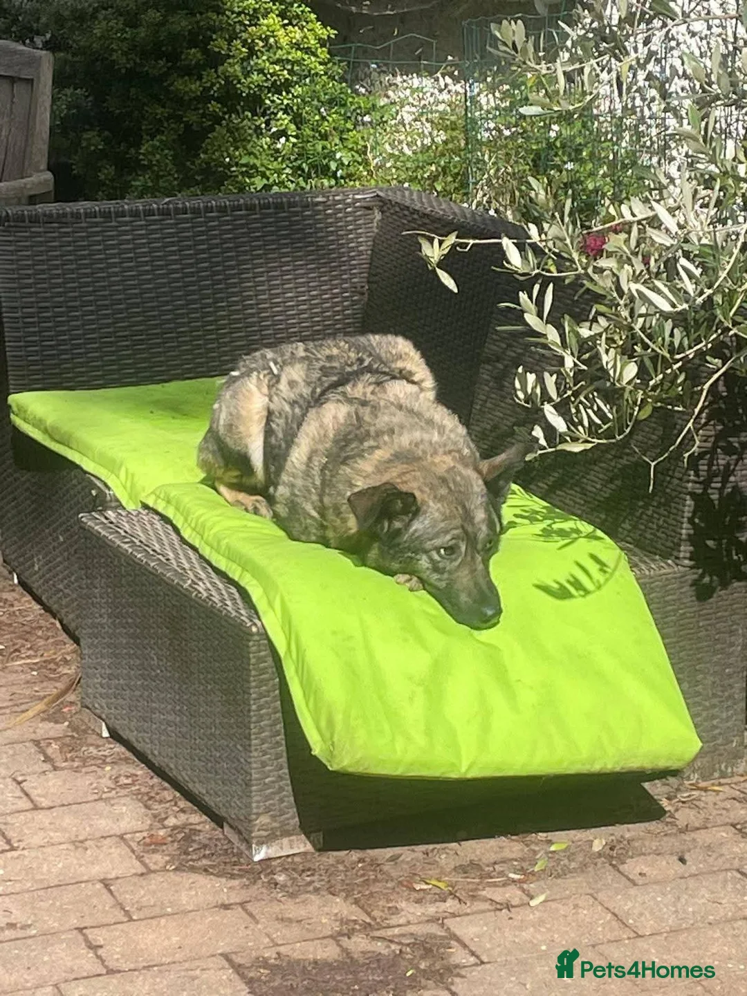 Mixed Breed dogs for adoption: Meet Rosa, currently residing in Guildford  in Guildford - Advert 2