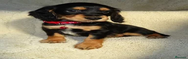 Cocker Spaniel 7