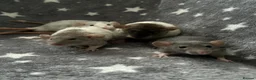 Rat rodents for sale: Baby Dumbo Dwarf Rats Male And Female  - Advert 16