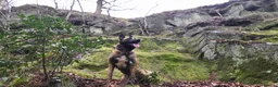 Belgian Shepherd Dog dogs for stud: Samson - Advert 6