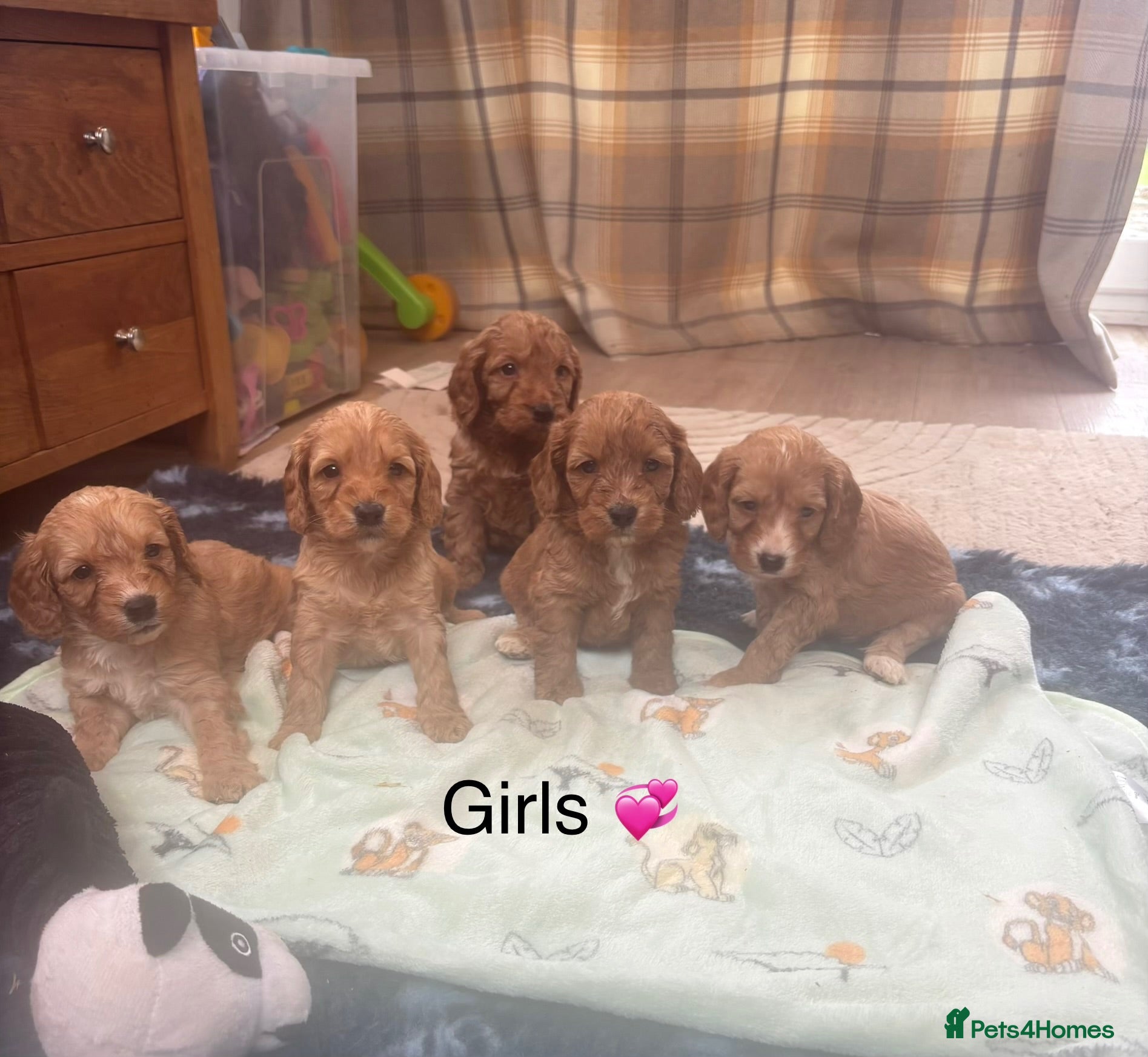 Cockapoo dogs F1 Cockapoo puppies - Advert 4