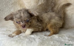 Chihuahua dogs for sale: Chihuahua long coat. Marble  - Image 15