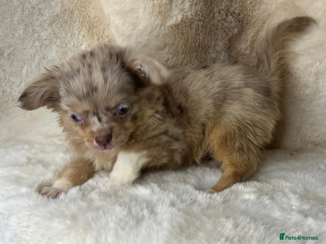 Chihuahua dogs for sale: Chihuahua long coat. Marble  - Image 15