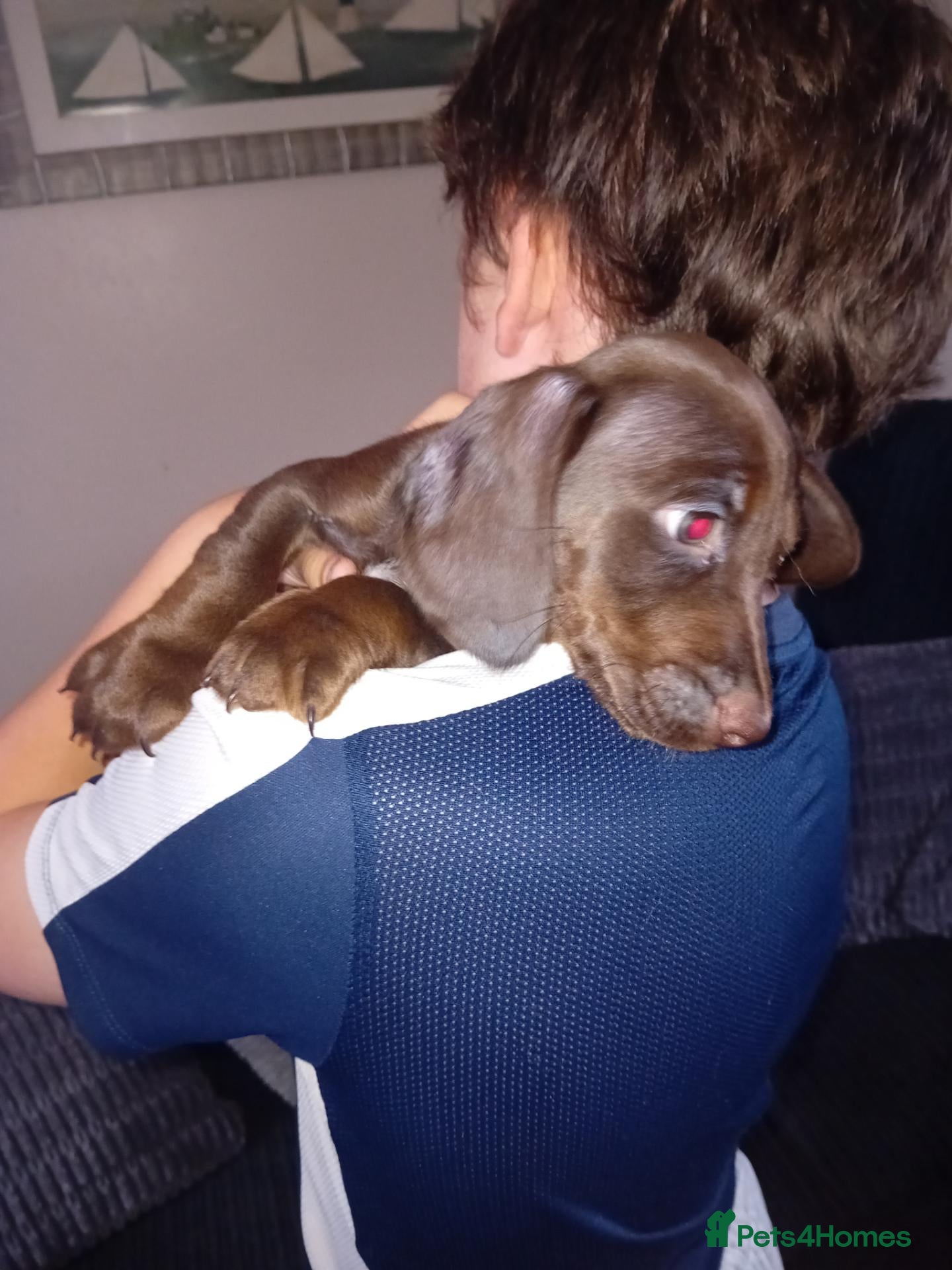 Mixed Breed dogs Doxie spaniel/docker  - Advert 9