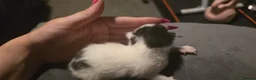 Mixed Breed cats for sale: Kittens for sale - Advert 8