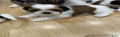 Shih Tzu Puppy 1