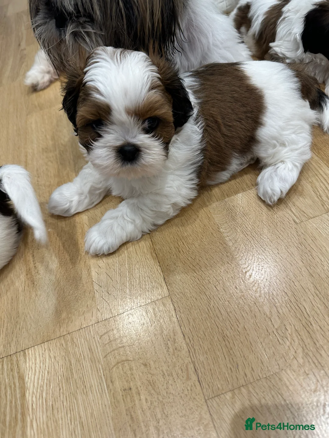 Shih Tzu dogs for sale: Shih Tzu puppies  - Advert 7