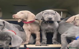Weimaraner dogs for sale: BEAUTIFUL KC WEIM PUPS 2ND/FINAL LITTER  - Image 12