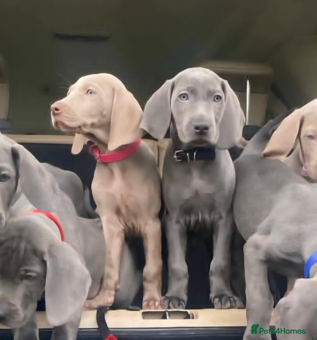 Weimaraner dogs for sale: BEAUTIFUL KC WEIM PUPS 2ND/FINAL LITTER  - Image 12