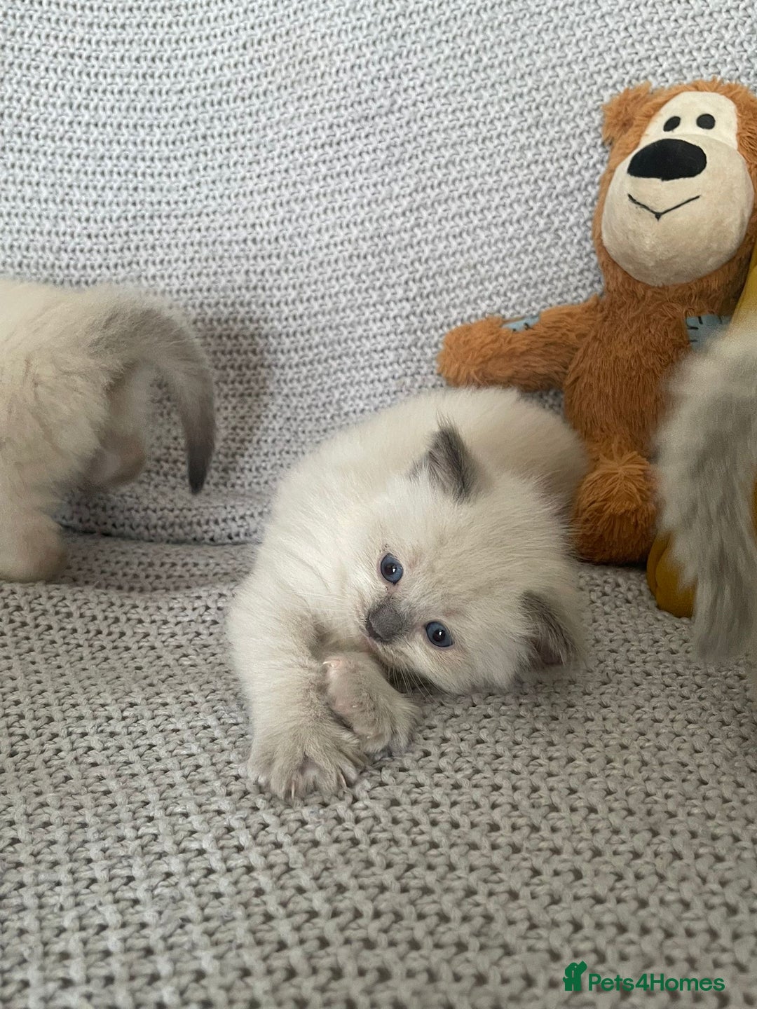 Ragdoll cats for sale: GCCF Ragdoll Kittens - Image 9