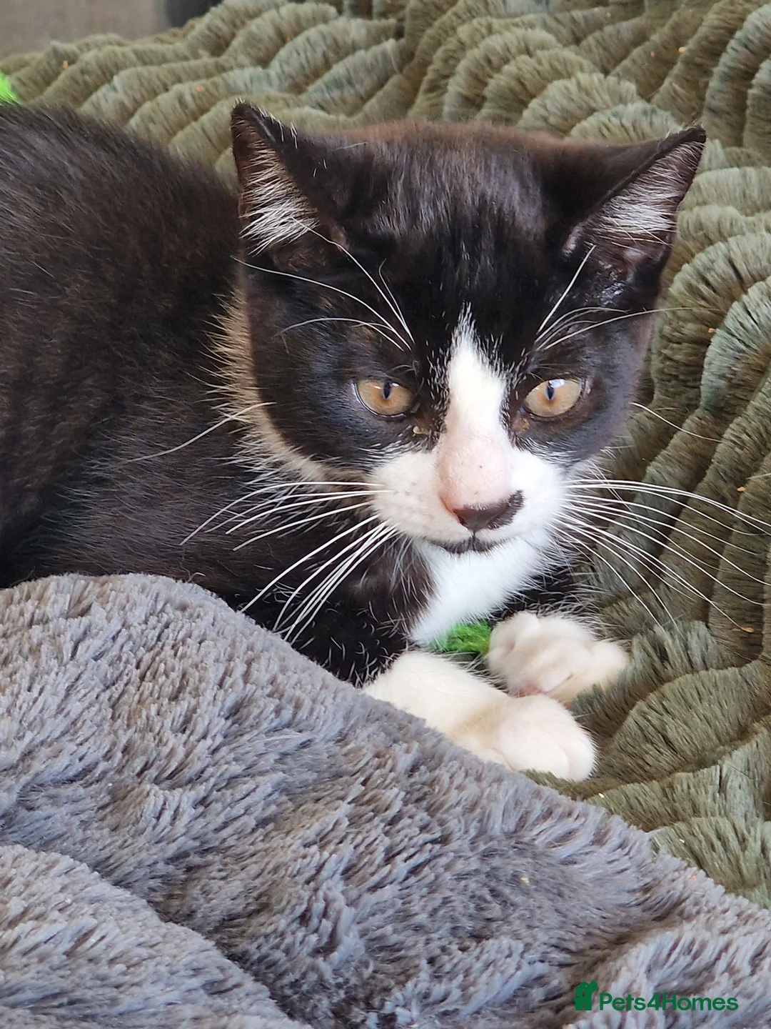 Mixed Breed cats for sale: Mum and kittens for sale in Coventry - Advert 2