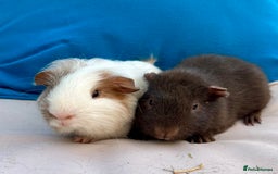 Guinea Pig rodents for sale: Baby guinea pigs and skinny pigs for sale.  - Image 6