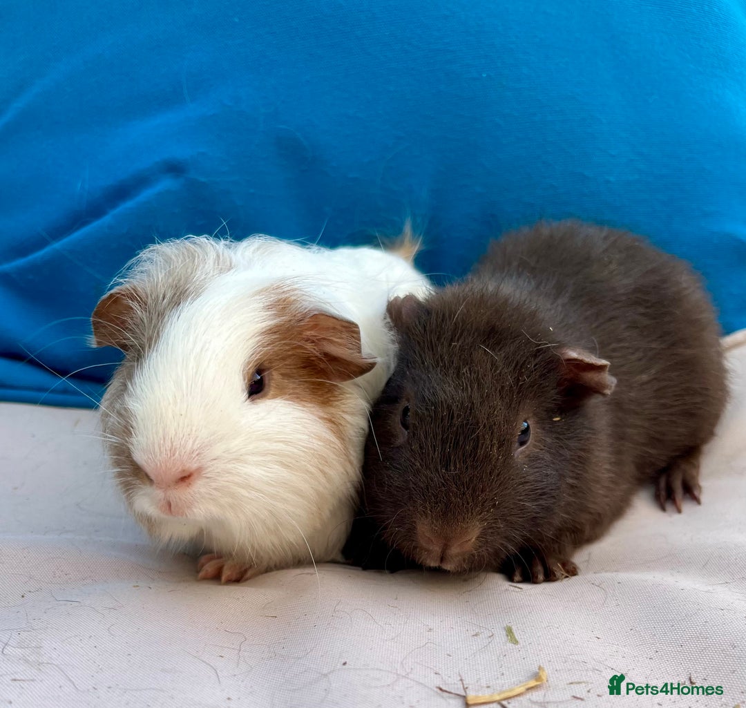Guinea Pig rodents for sale: Baby guinea pigs and skinny pigs for sale.  - Image 6