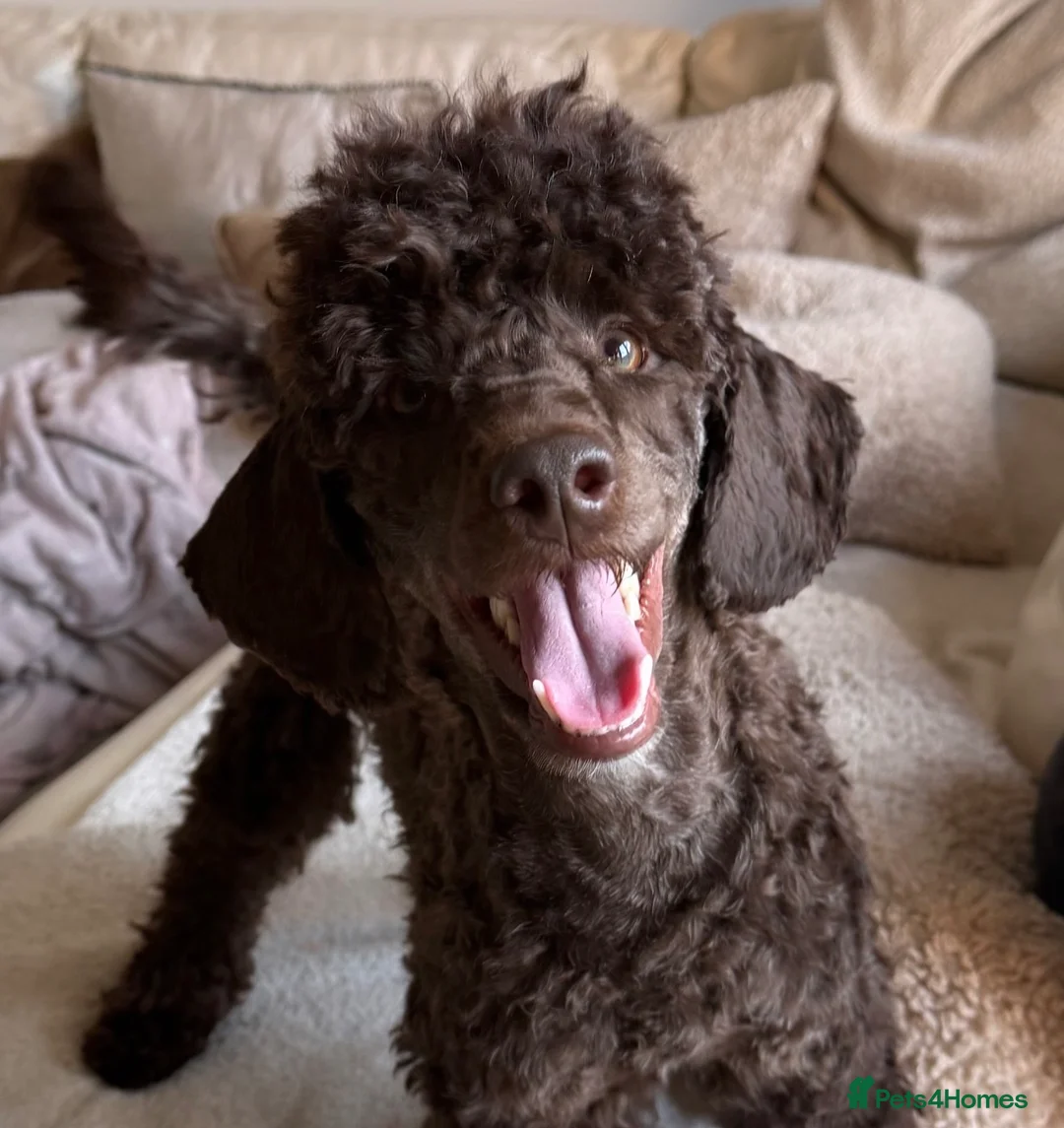 Miniature Poodle dogs for stud: Vinnie minature poodle Stud-choco health tested - Advert 2