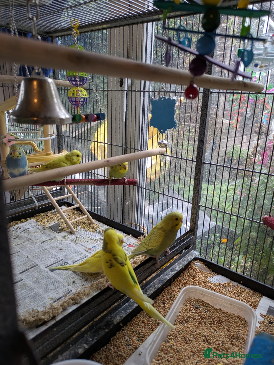 Budgerigars birds for sale: Beautiful baby budgies  - Image 10