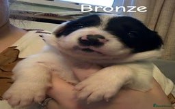 Border Collie dogs for sale: 10 beautiful chunky Border Collies - Image 12