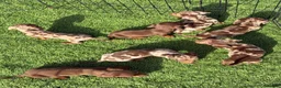 Miniature Dachshund dogs for sale: Miniature Dachshund Puppies - Advert 4