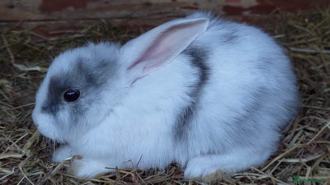 Mini Lop rabbits for sale: Gorgeous Mini Lop X French Bunnies Ready to Go! - Image 40