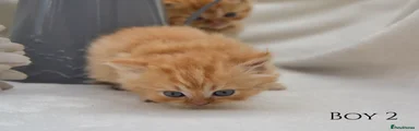 Boy 2
