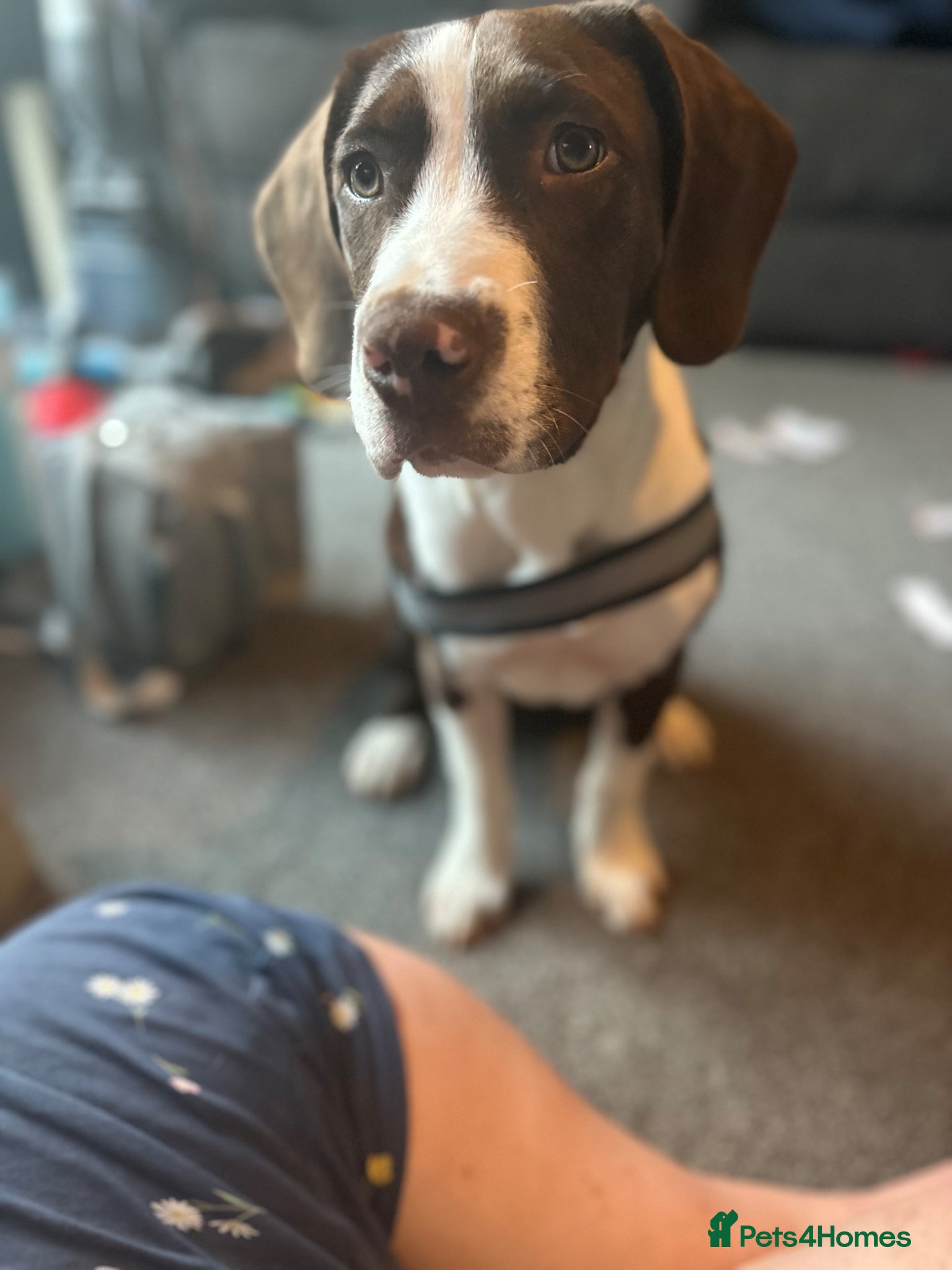 Mixed Breed dogs Springer spaniel cross  - Advert 3