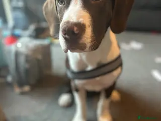 Mixed Breed dogs Springer spaniel cross - Advert 1