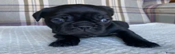 French Bulldog dogs for sale: Pink & Pink carrier French Bulldog puppies - Advert 28