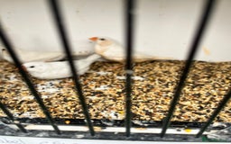 Finches birds for sale: Star zebra finch bengalese and canaries  - Image 12