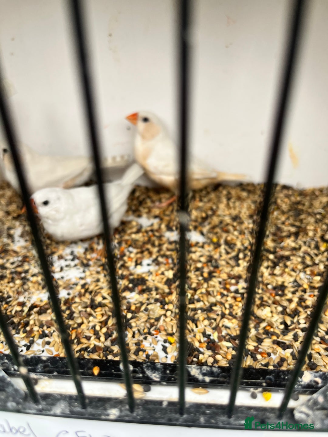 Finches birds for sale: Star zebra finch bengalese and canaries  - Image 12