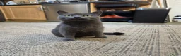 Scottish Fold cats for sale: Scottish fold female in Bradford - Advert 6
