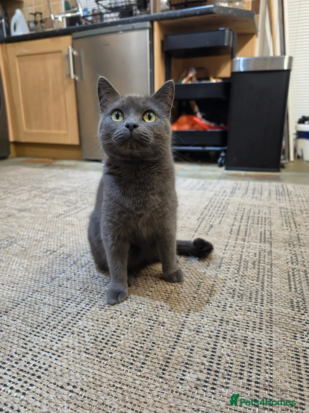 Scottish Fold cats for sale: Scottish fold female in Bradford - Advert 6
