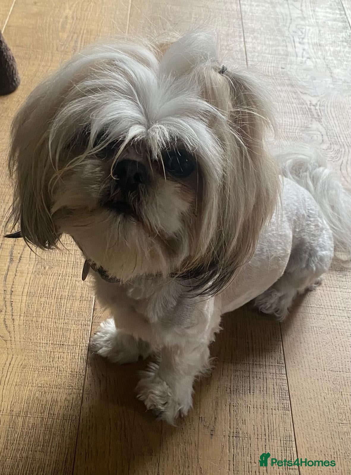 Shih Tzu dogs Shih Tzu Beauties, Imperial lines - Advert 4