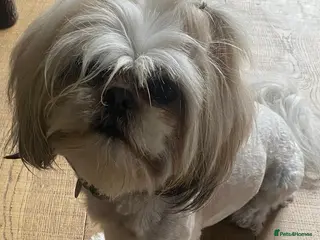 Shih Tzu dogs Shih Tzu Beauties, Imperial lines - Advert 5