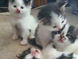 Persian cats Adorable Persian Kittens - Advert 15