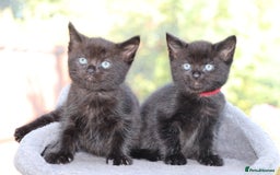 Mixed Breed cats for sale: Adorable Kittens  - Image 4