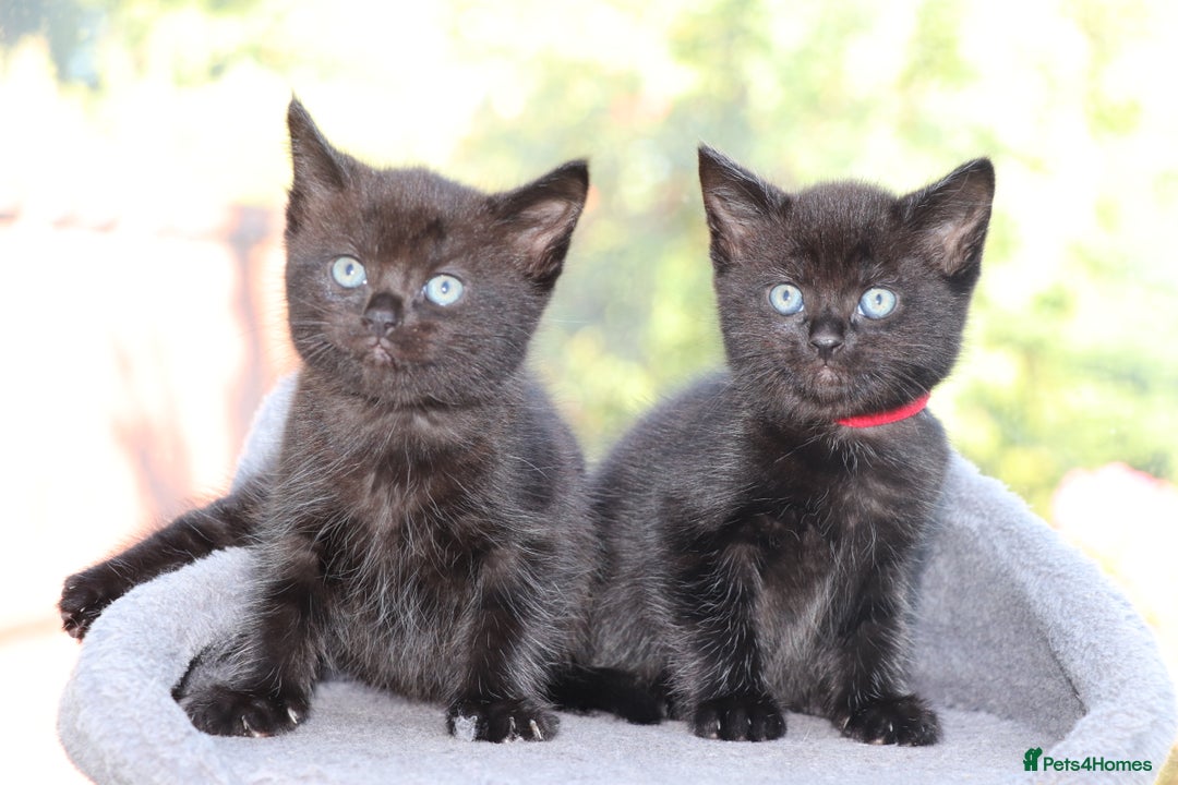 Mixed Breed cats for sale: Adorable Kittens  - Image 4