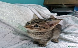 British Shorthair cats for sale:  Lovely 3 tabby male & 3 black female kittens. - Image 11