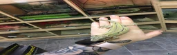 Gecko reptiles for sale: Gargoyle gecko in Stoke-on-Trent - Advert 2
