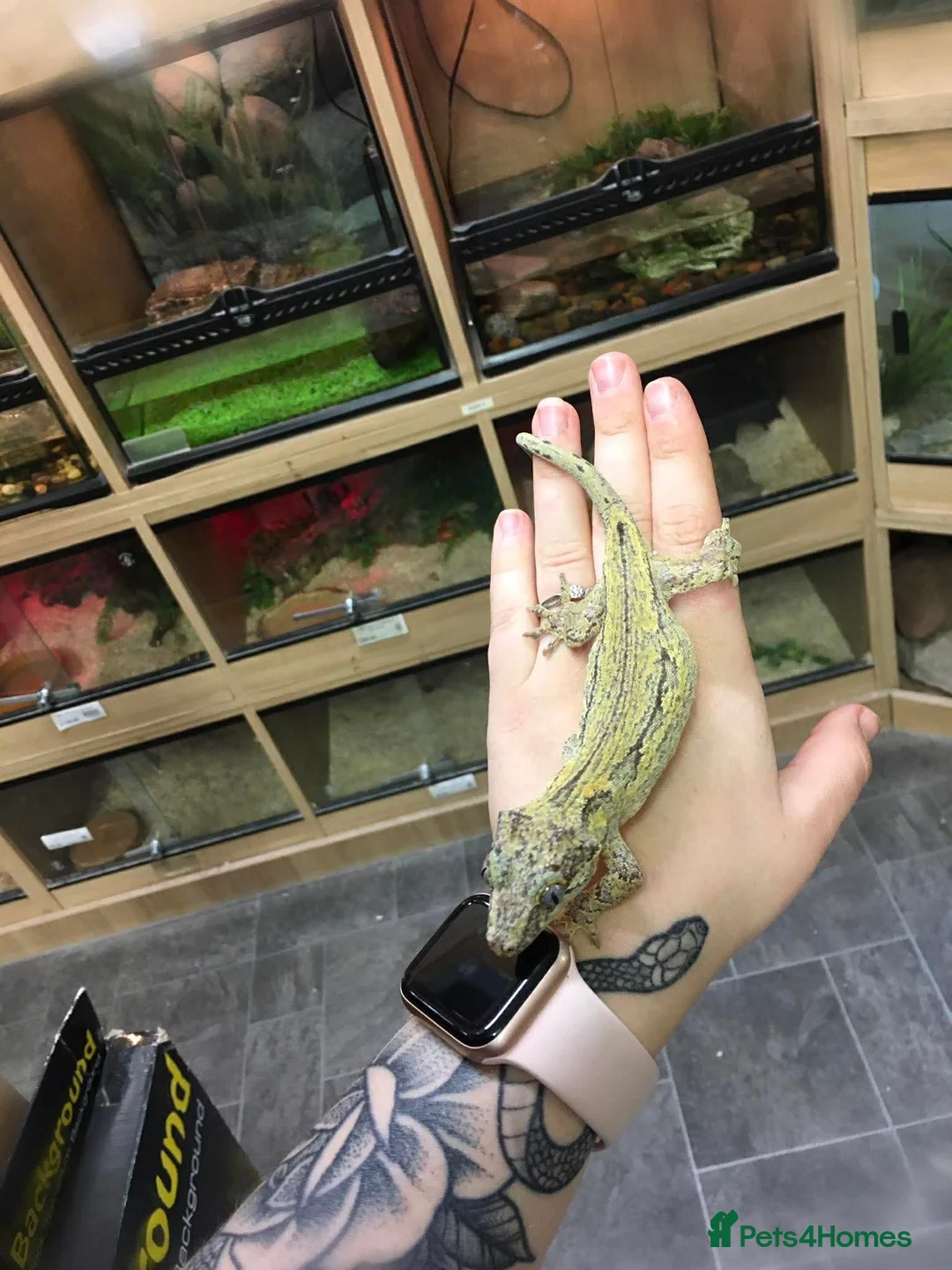 Gecko reptiles for sale: Gargoyle gecko in Stoke-on-Trent - Advert 2
