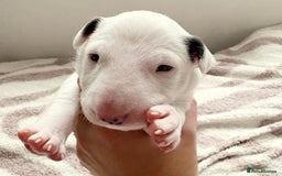 English Bull Terrier dogs for sale: Adorable English Bull Terrier Puppies - Image 10