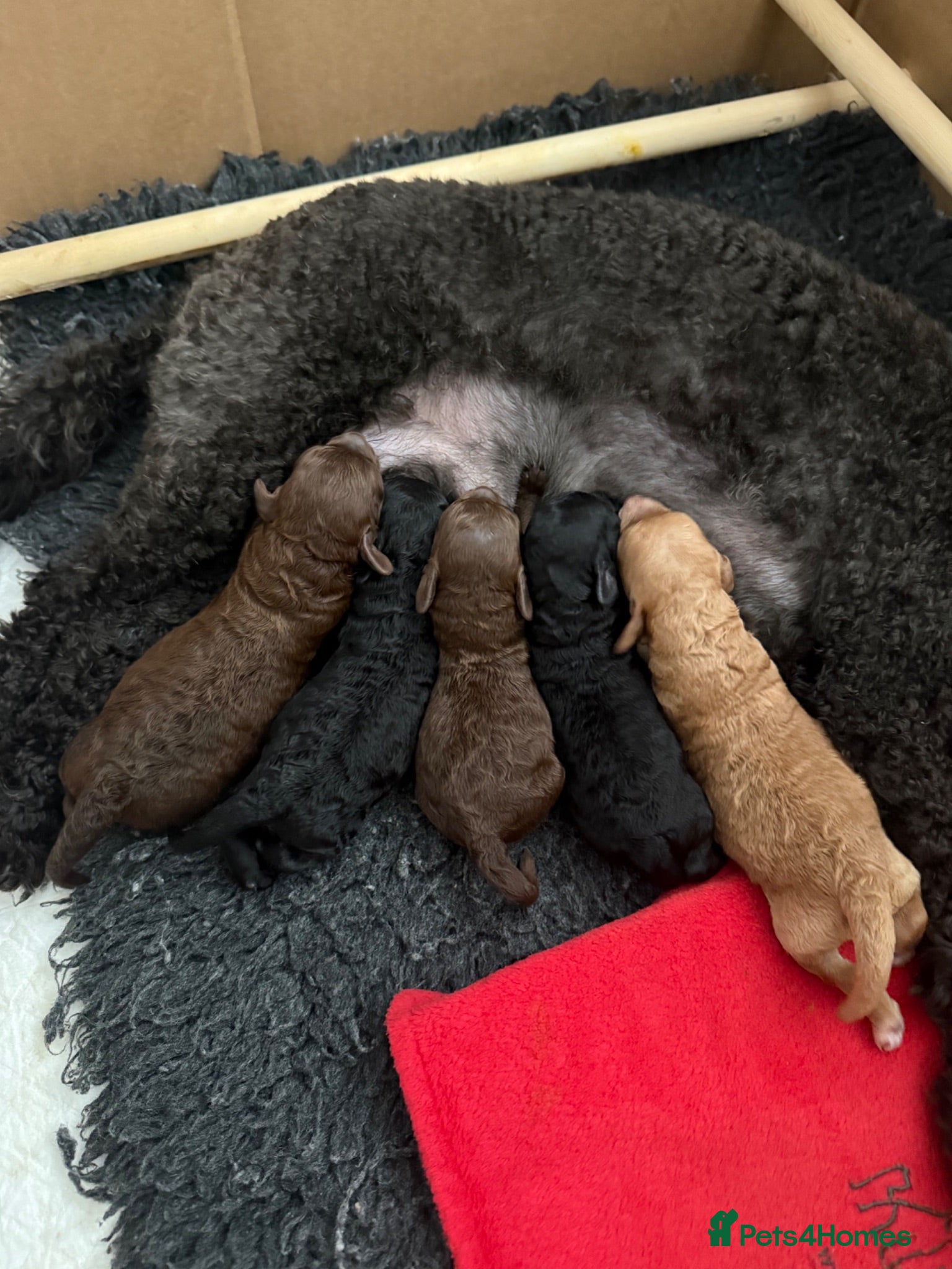 Miniature Poodle dogs Beautiful Miniature Poodle Puppies - Advert 1