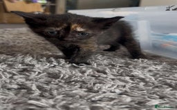 British Shorthair cats for sale: British Shorthair Cross Kittens  - Image 3