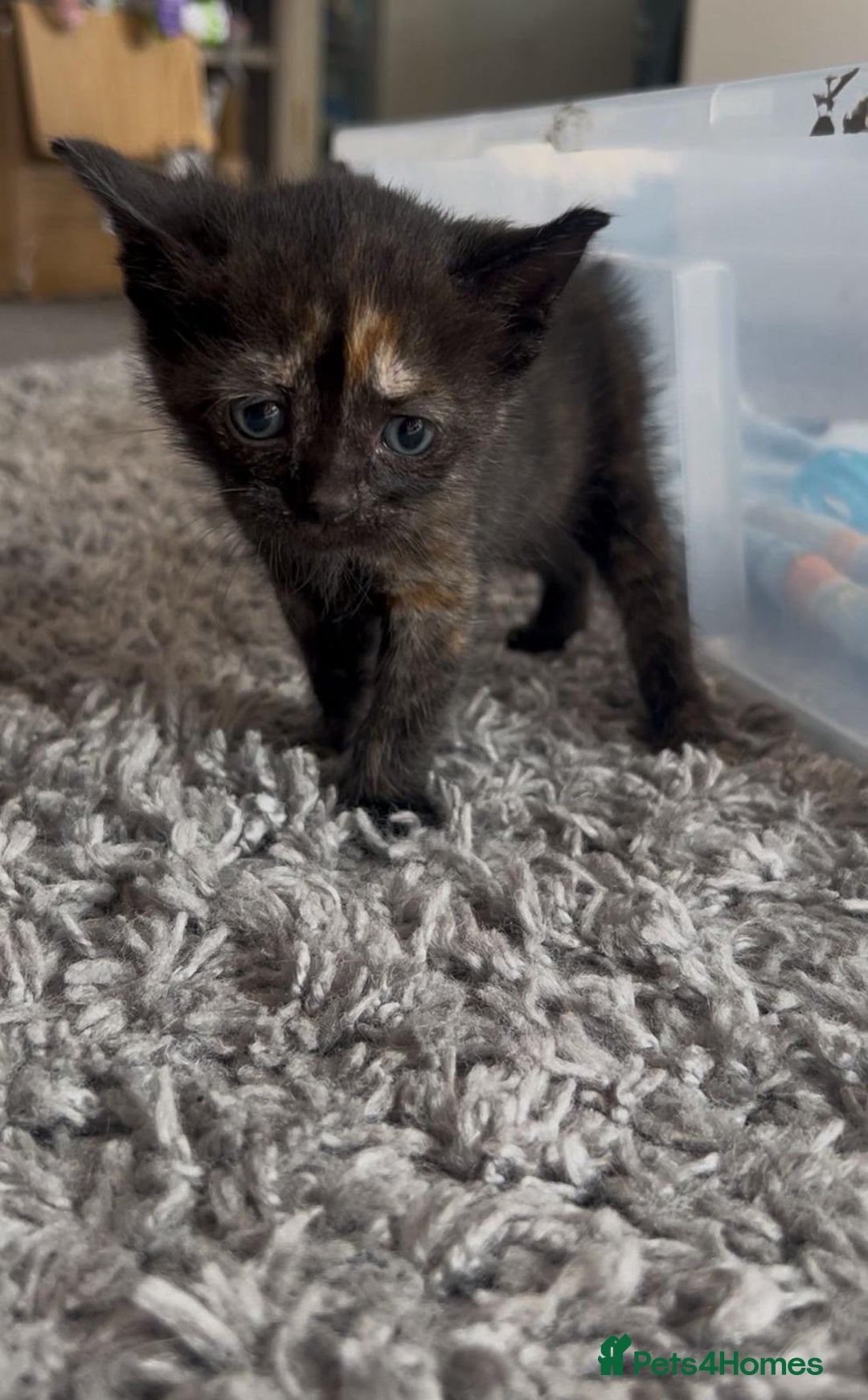 British Shorthair cats for sale: British Shorthair Cross Kittens  - Image 3