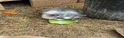 Lionhead rabbits for sale: Baby lion head rabbit for sale in Hornchurch - Advert 2