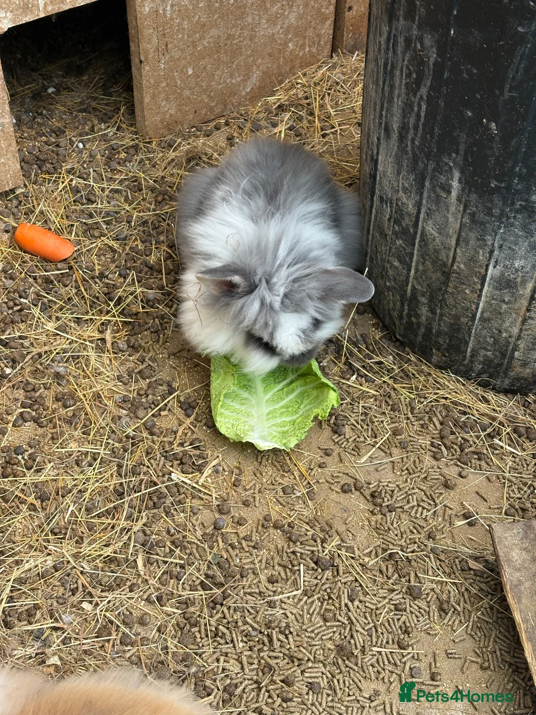 Lionhead rabbits for sale: Baby lion head rabbit for sale in Hornchurch - Advert 2