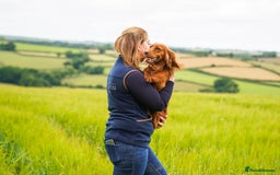 Cocker Spaniel dogs for sale: Ruby Red Cockers - Image 6