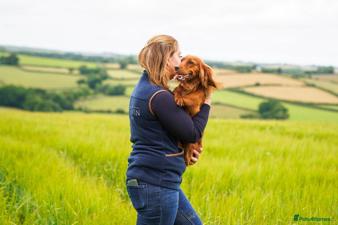 Cocker Spaniel dogs for sale: Ruby Red Cockers - Image 6
